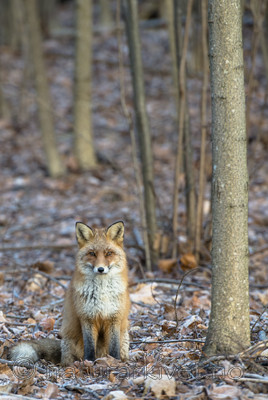 BB 14 0284 / Vulpes vulpes / Rødrev